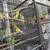 Parakeets 4 thumbnail