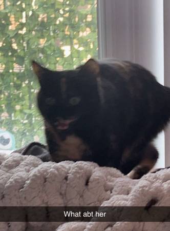 Tortie rehoming (Minneapolis)63414697652099124