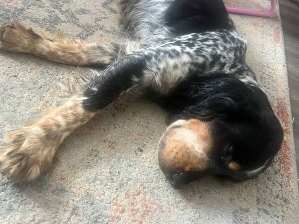 MISSING!! Female Cocker spaniel63919660969219122