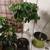 Coffee trees 14 thumbnail