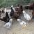 Easter Egger cockerels 1 thumbnail