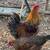 Roosters & Hens 2 thumbnail