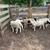Lamb 15 thumbnail