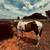 Paint Mare 4 thumbnail