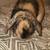 Rabbit Holland lop 1 thumbnail