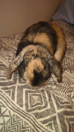 Rabbit Holland lop 1