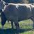 Cows 4 thumbnail