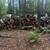 pine logs 1 thumbnail