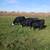 Cattle (bred cows) 1 thumbnail