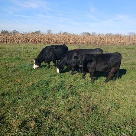Cattle (bred cows) 1