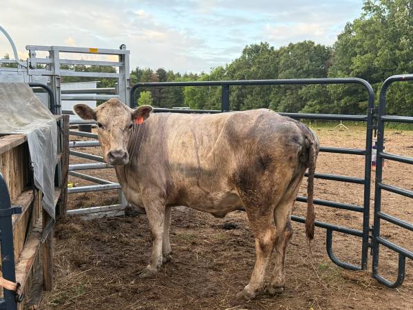 Heavy Bred Char Cow 1