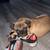 Pug needs a new home $380 he has his shots too 3 thumbnail