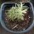 Lush Potted Rosemary Plant – Fresh, Fragrant & Ready to Harvest!
¡Planta de R 1 thumbnail