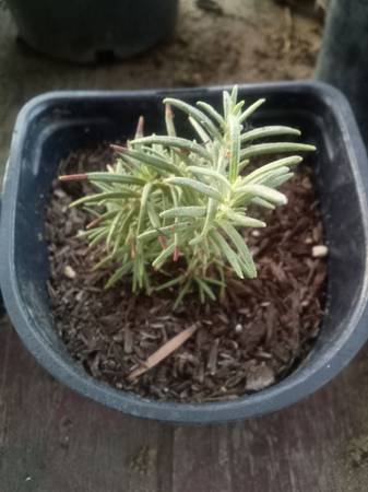 Lush Potted Rosemary Plant – Fresh, Fragrant & Ready to Harvest!
¡Planta de R 1