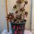 Assorted  plants/succulents/aloe vera/jade 1 thumbnail