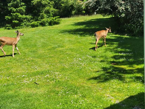 $1 RV Site, tranquilo, terreno privado, conexiones completas, intercambiar por mantenimiento de jardines o alquilarlo (Camano/Stanwood)64141607866370120