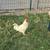 Roosters (Small Decorative) 2 thumbnail