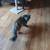 Barn cat 1 thumbnail