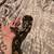 Ball python 2 thumbnail