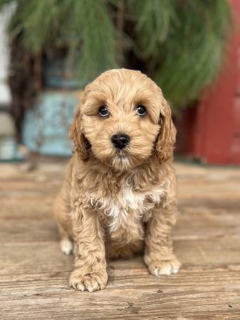 mini Labradoodle puppy 1