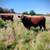Dexter Cattle - ADCA Registered Dexter Bull 5 thumbnail