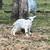 Myotonic Fainting Goats 4 thumbnail