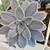 Large succulents 2 thumbnail