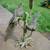 Bronze Parrots Statue 7 thumbnail