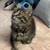 Kitten for rehoming 3 thumbnail