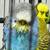 English Budgies / Parakeets 1 thumbnail