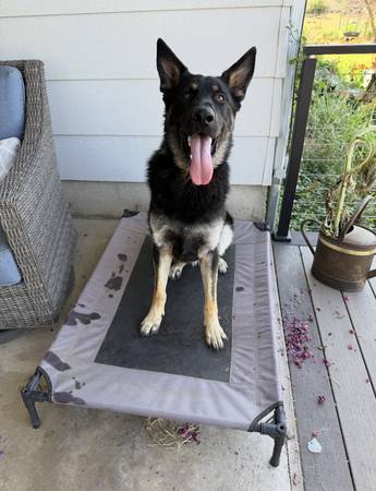 Rehoming 1.5 year old AKC German Shepherd (Bonney Lake)63853558068225122