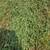 Alfalfa-Grass Mix Large Square Bales (2025) 6 thumbnail