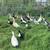 Assorted Ducks 4 thumbnail