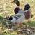 Ducks 3 thumbnail