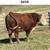 Registered Polled Hereford Bulls Available 2 thumbnail