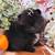 Pomeranian Pumpkins 20 thumbnail