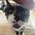 Tuxedo kitten 3 thumbnail