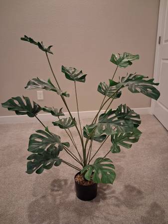House Plant! 1