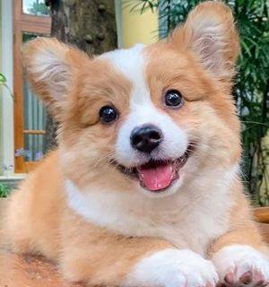 Corgi male for rehoming* 1