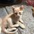 Kittens needing a home 4 thumbnail