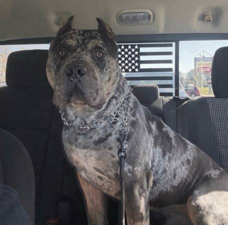 Male Merle XL BULLY 1