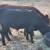Dexter cattle 7 thumbnail