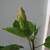 Hibiscus Houseplant w/New Buds Coming 4 thumbnail