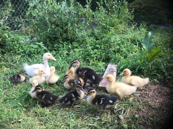 Ducklings 1