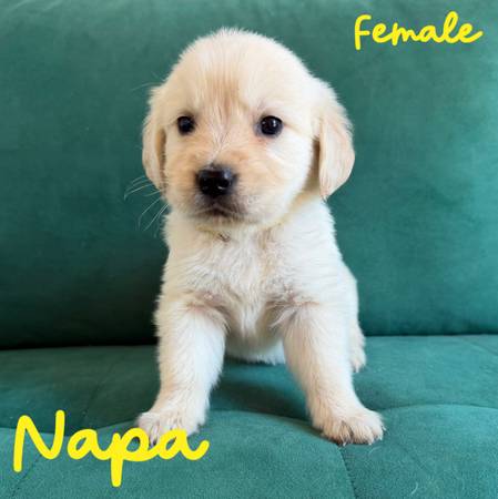 Golden Retrivers 1