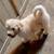 Puppies poodle/lab doodles 1 thumbnail