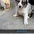 Border Collie Pups 8 thumbnail
