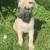puppy german shepard 1 thumbnail