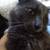 LOST GRAY CAT 1 thumbnail