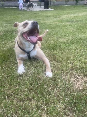 Skully (dulce perra pequeña) (cuota de reubicación de 50 dólares por seguridad) (Renton)63869711983875124